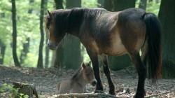 Exmoor Pony | © Horst Maurer